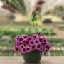 Petunia – Cascadia Purple Ice – 10″ Hanging Basket